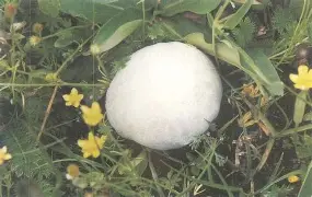 薛勃皇家马列电线鲍瓦成功，保尔度今普拉复